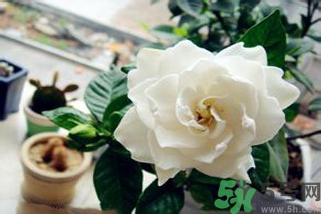 梔子花可以降血糖嗎？梔子花茶可以降血糖嗎？