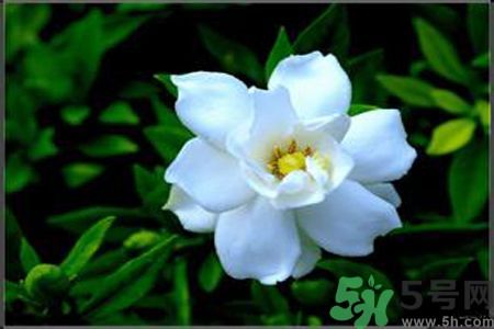 梔子花可以降血糖嗎？梔子花茶可以降血糖嗎？