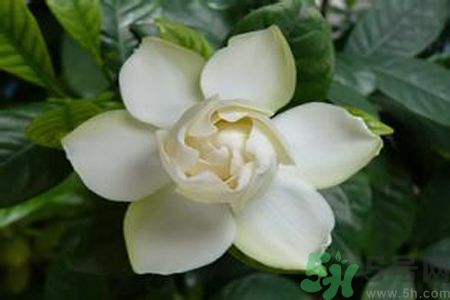 寶寶可以聞梔子花的味道嗎？寶寶聞梔子花的味道好嗎？