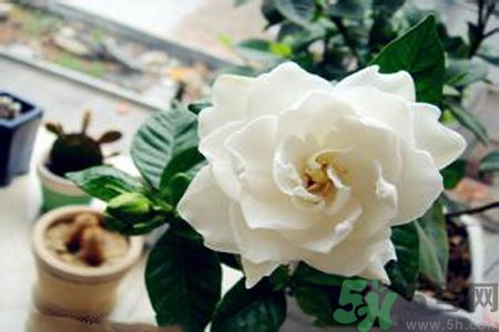 寶寶可以聞梔子花的味道嗎？寶寶聞梔子花的味道好嗎？