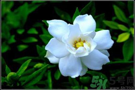 梔子花的葉子為什么會(huì)發(fā)黃？梔子花的葉子發(fā)黃了怎么辦？