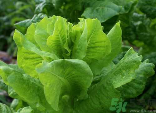 萵筍發(fā)紅還能吃嗎？萵筍發(fā)紅是怎么回事