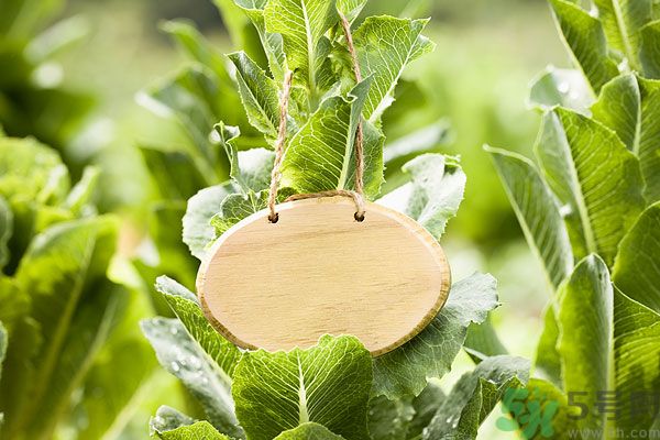 木瓜是水果還是蔬菜？青木瓜是水果嗎？