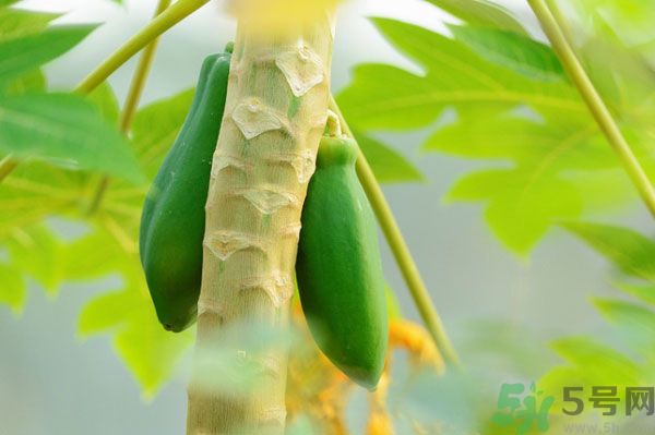 木瓜是水果還是蔬菜？青木瓜是水果嗎？