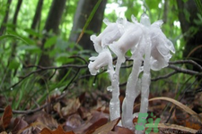 陜西發(fā)現(xiàn)死亡之花 水晶蘭為什么叫死亡之花？