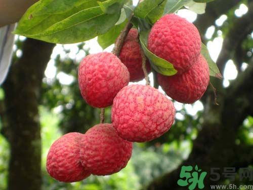 山竹可以和荔枝一起吃嗎？山竹能和荔枝同吃嗎？