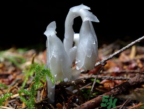 死亡之花可以吃嗎？死亡之花吃了會(huì)中毒嗎？