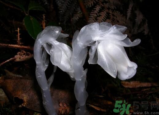 死亡之花可以吃嗎？死亡之花吃了會(huì)中毒嗎？