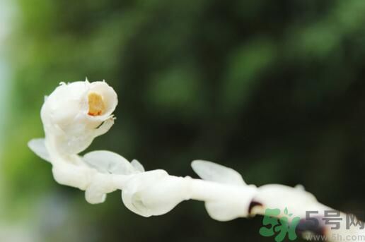 死亡之花可以吃嗎？死亡之花吃了會(huì)中毒嗎？