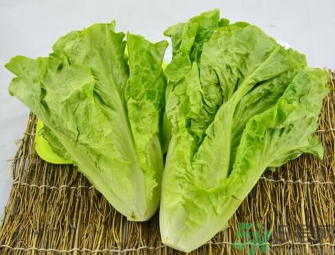 吃生菜會(huì)長(zhǎng)斑嗎？吃生菜會(huì)造成長(zhǎng)斑嗎？