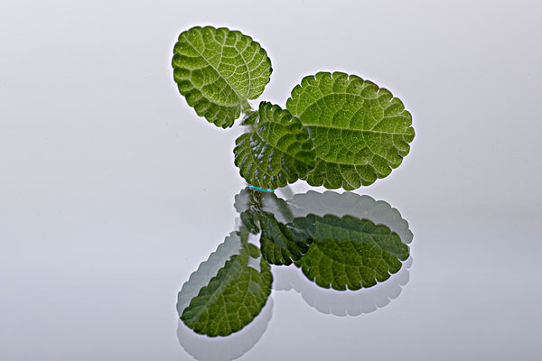 薄荷能治蕁麻疹嗎？蕁麻疹喝薄荷茶有用嗎？