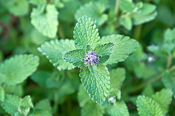 薄荷能治蕁麻疹嗎？蕁麻疹喝薄荷茶有用嗎？