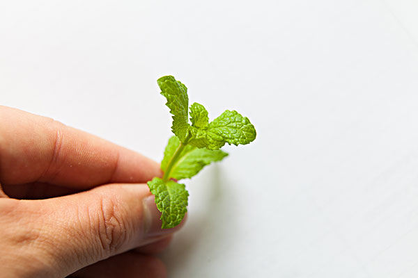 薄荷能治蕁麻疹嗎？蕁麻疹喝薄荷茶有用嗎？