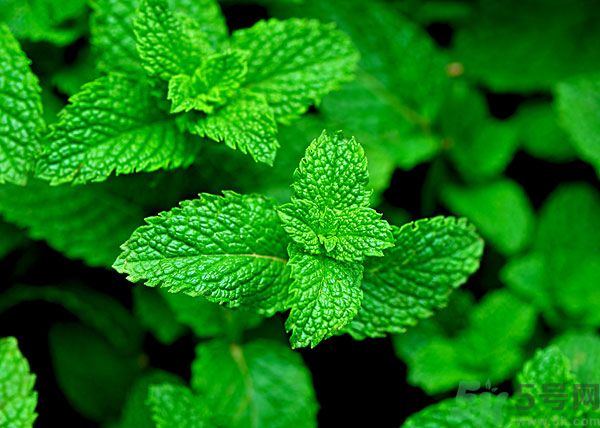 薄荷能美白嗎？薄荷的功效與作用