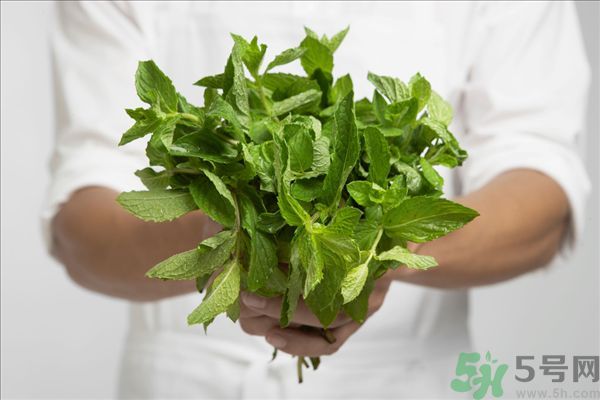 薄荷能美白嗎？薄荷的功效與作用
