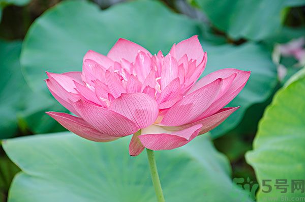 蓮藕里面的泥怎么清理？蓮藕里面的泥巴怎么洗？