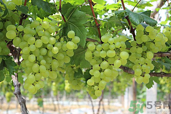 吃提子有什么好處？提子的功效與作用