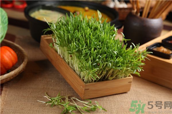 空心菜是菠菜嗎？空心菜是不是菠菜？