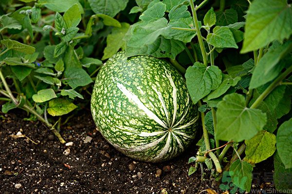 南瓜吃了可以打蟲(chóng)嗎？吃南瓜能殺蟲(chóng)嗎？