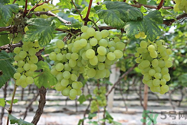 吃提子會(huì)不會(huì)長胖？吃提子能減肥嗎？