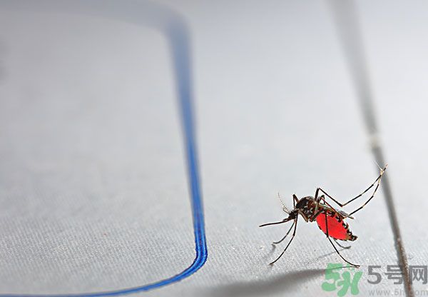 點(diǎn)蚊香為什么還有蚊子？為什么點(diǎn)蚊香沒(méi)有用了？