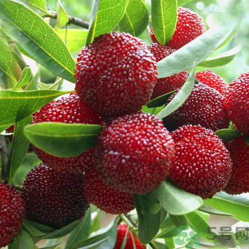 吃楊梅可以防止中暑嗎？中暑可以吃楊梅嗎？