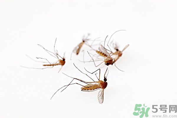點(diǎn)蚊香為什么還有蚊子？為什么點(diǎn)蚊香沒有用了？