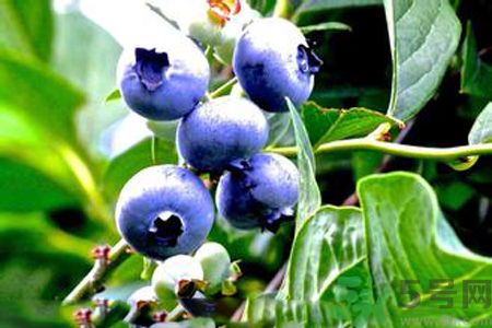 月經(jīng)期間可以吃藍(lán)莓嗎？來月經(jīng)可以吃藍(lán)莓嗎？