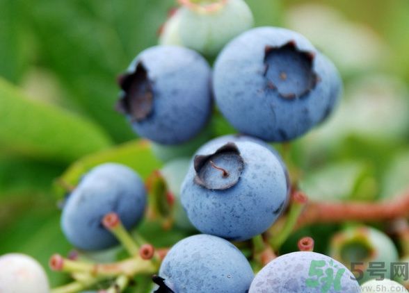 藍(lán)莓上面的白色的東西是什么？藍(lán)莓上面的白色的東西可以吃嗎？