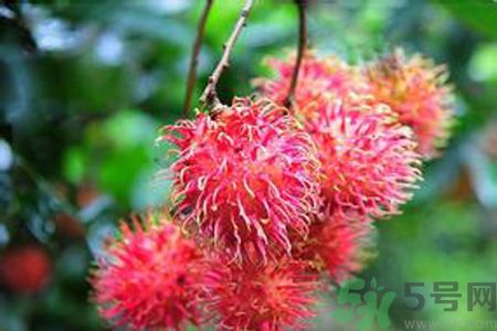 寶寶可以吃紅毛丹嗎？寶寶多大了可以吃紅毛丹？