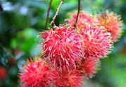 寶寶可以吃紅毛丹嗎？寶寶多大了可以吃紅毛丹？