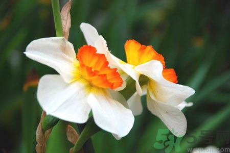 父親節(jié)送什么花好？父親節(jié)送什么花？