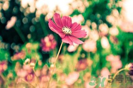 父親節(jié)送什么花好？父親節(jié)送什么花？