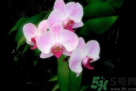 父親節(jié)送什么花好？父親節(jié)送什么花？