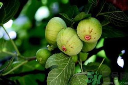 無(wú)花果是發(fā)物嗎？無(wú)花果樹不是發(fā)物？