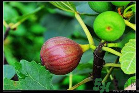 無花果是發(fā)物嗎？無花果樹不是發(fā)物？