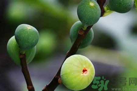 無花果是酸性還是堿性？無花果是堿性嗎？