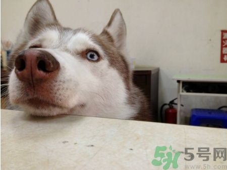 acca kappa官網(wǎng)地址 acca kappa是什么牌子？