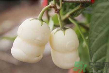 人參果是發(fā)物嗎？人參果是不是發(fā)物？