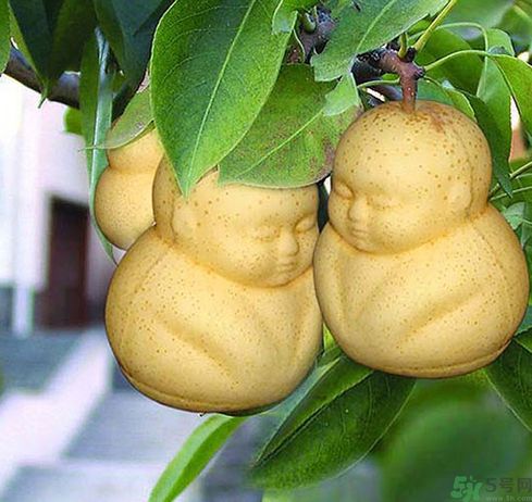 哺乳期可以吃人參果嗎？哺乳期吃人參果好嗎？