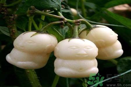 哺乳期可以吃人參果嗎？哺乳期吃人參果好嗎？