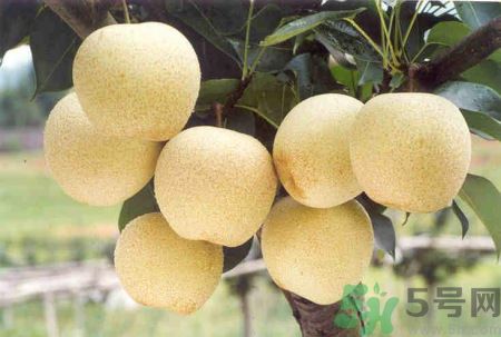 雪梨和豆?jié){能一起吃嗎?雪梨和豆?jié){一起吃會怎么樣 雪梨和豆?jié){能一起吃嗎?雪梨和豆?jié){一起吃會怎么樣