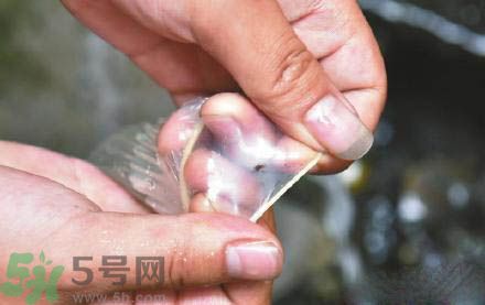 3個(gè)月懷孕2次 怎么辨別避孕套優(yōu)劣？