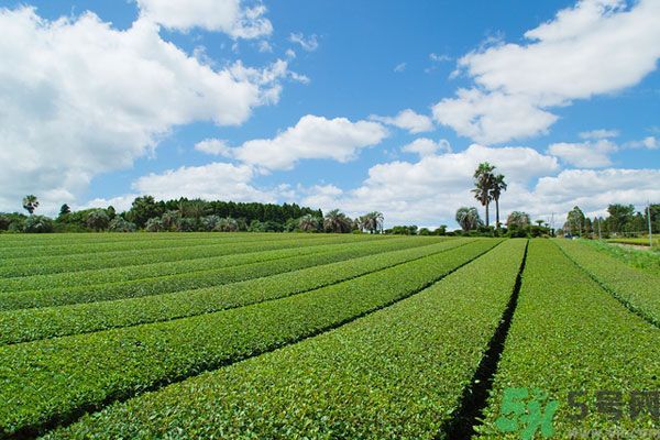 綠茶可以去黑眼圈嗎？綠茶去黑眼圈的方法