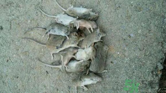 寢室有老鼠怎么辦?宿舍有老鼠怎么消滅? 寢室有老鼠怎么辦?宿舍有老鼠怎么消滅?