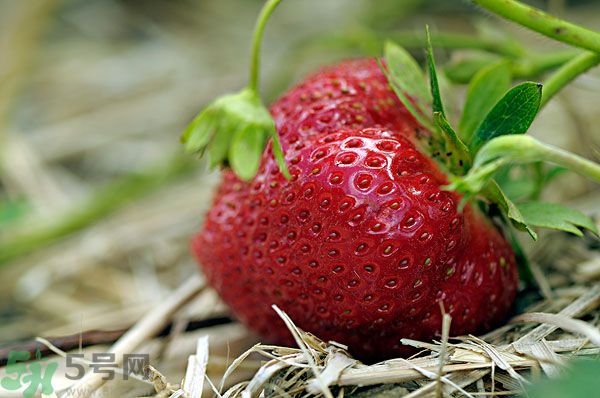 草莓和什么榨汁好喝？草莓榨汁搭配什么好？