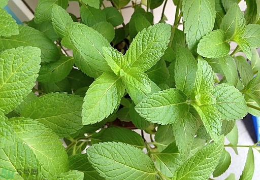 薄荷能美白嗎？薄荷有什么功效和作用？