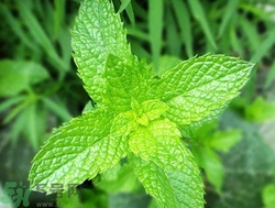 薄荷能美白嗎？薄荷有什么功效和作用？