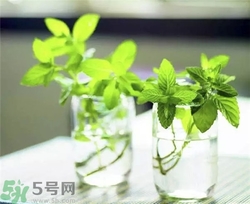 薄荷能美白嗎？薄荷有什么功效和作用？