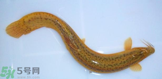 泥鰍死了還能吃嗎？死泥鰍能不能吃？